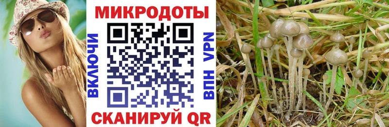 купить наркоту  Щигры  OMG ссылки  Галлюциногенные грибы GOLDEN TEACHER 